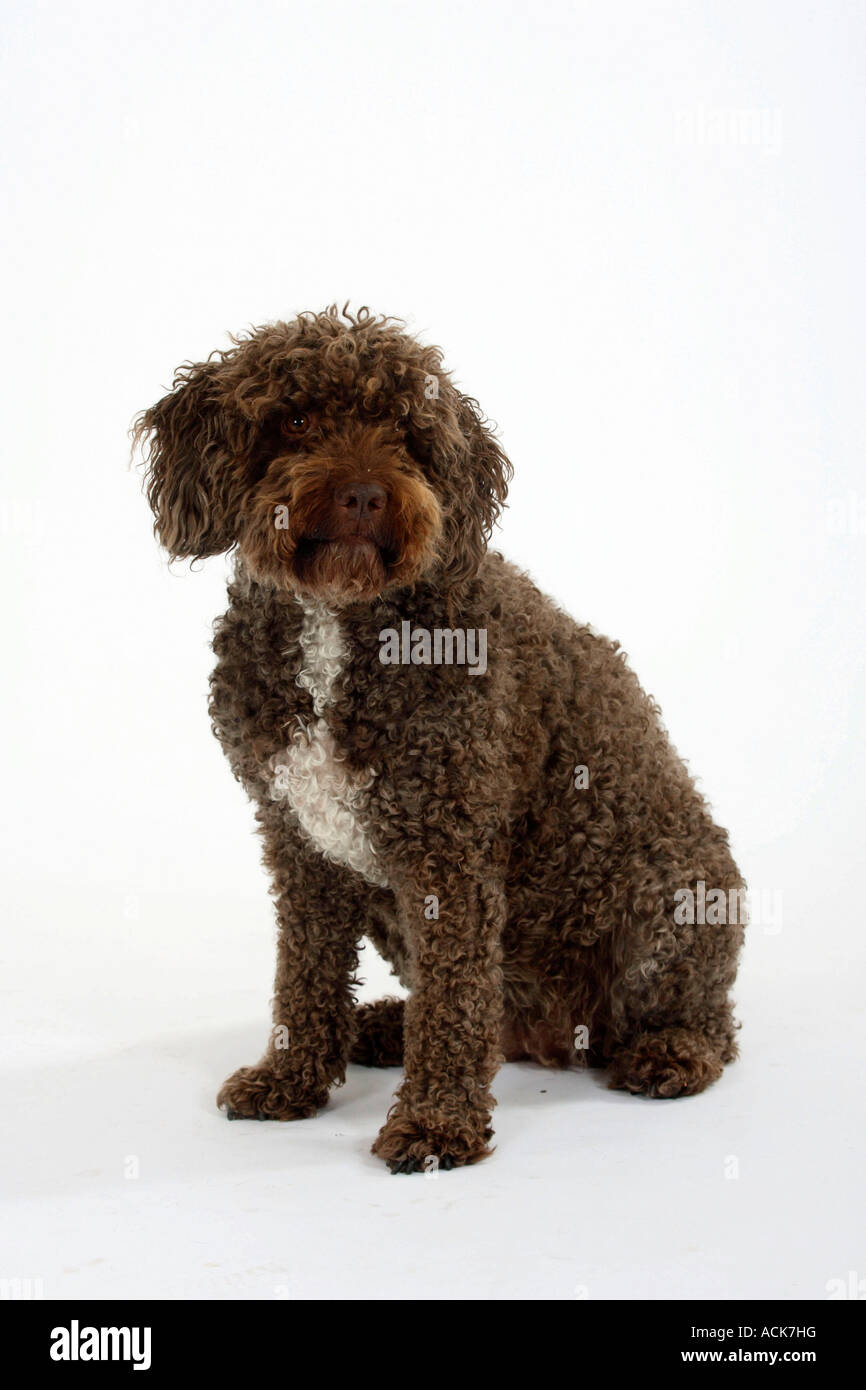 Perro de Agua Espanol chien d'eau Espagnol Banque D'Images