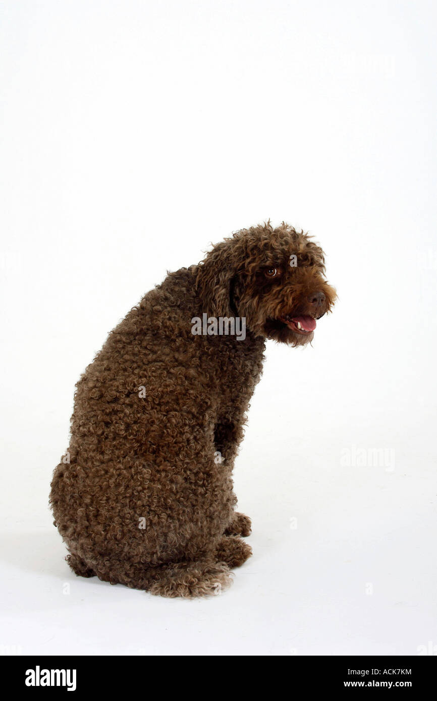 Perro de Agua Espanol chien d'eau Espagnol Banque D'Images