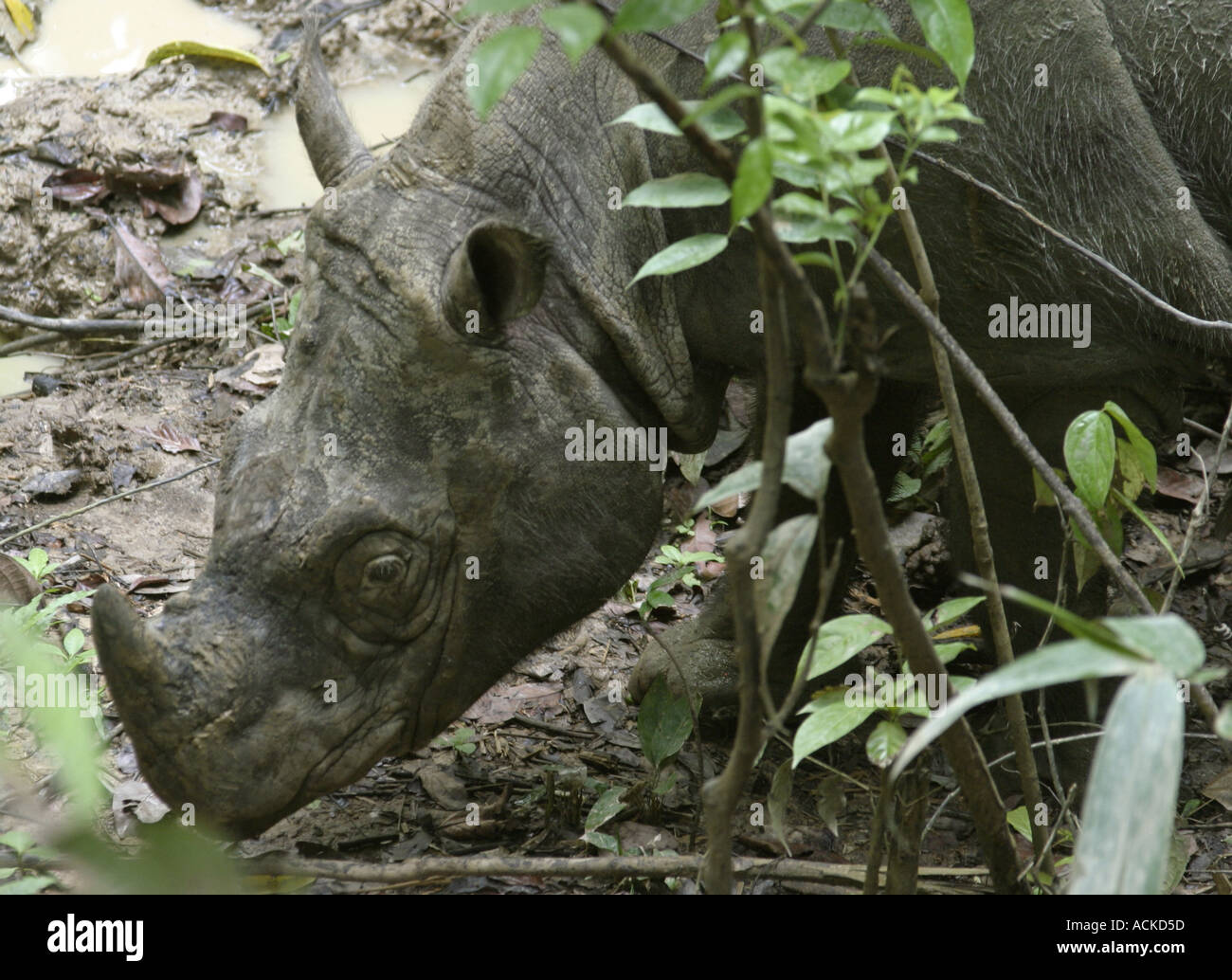 Rhinocéros de Sumatra Banque D'Images