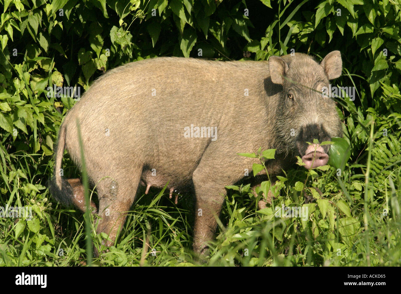 Sanglier sauvage Banque D'Images