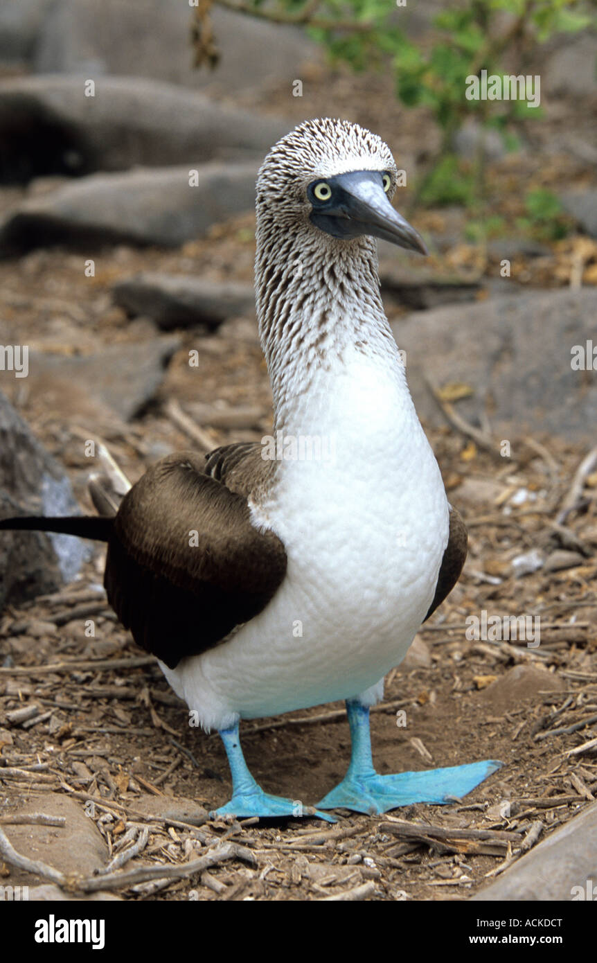 booby à pieds bleus isla espanola galapagos îles équateur amérique du sud Banque D'Images