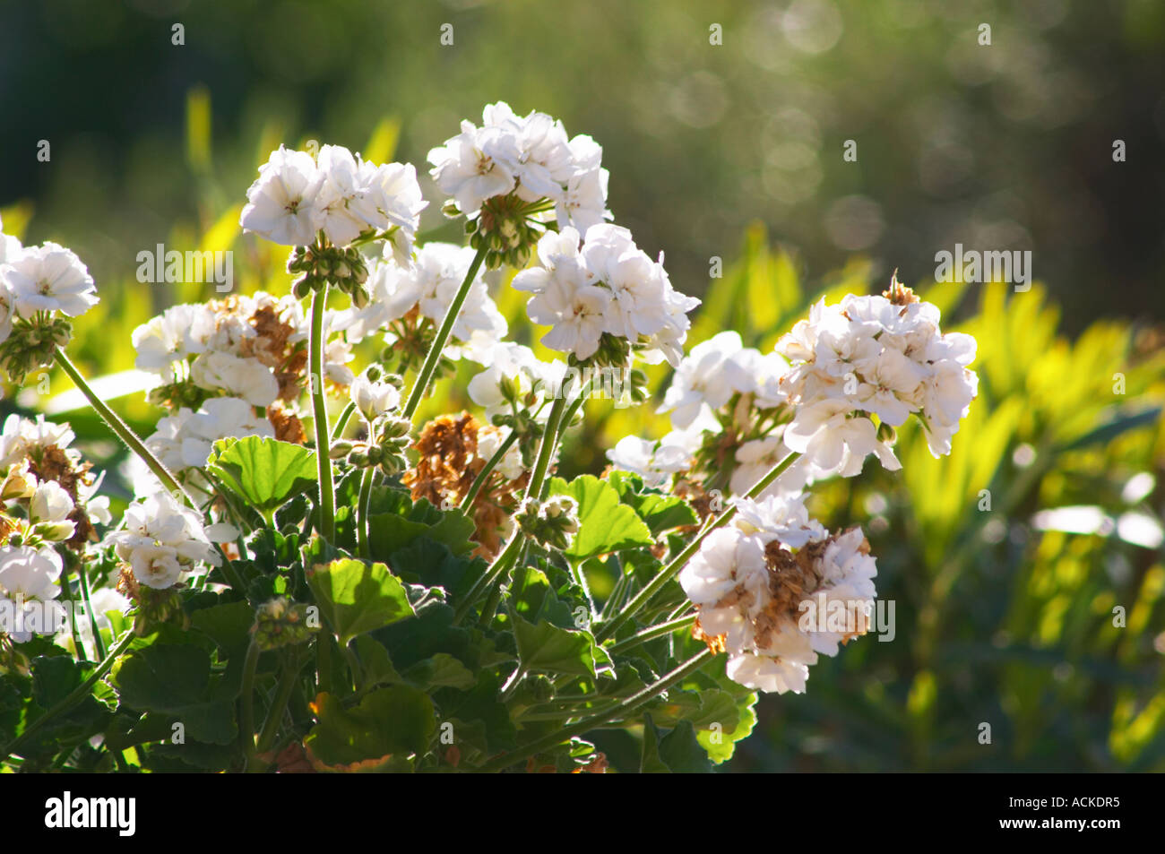 Fleurs blanches dans un grand pot de fleurs le jardin clos des Iles Le Brusc Six Fours Côte d'Azur Var France Banque D'Images