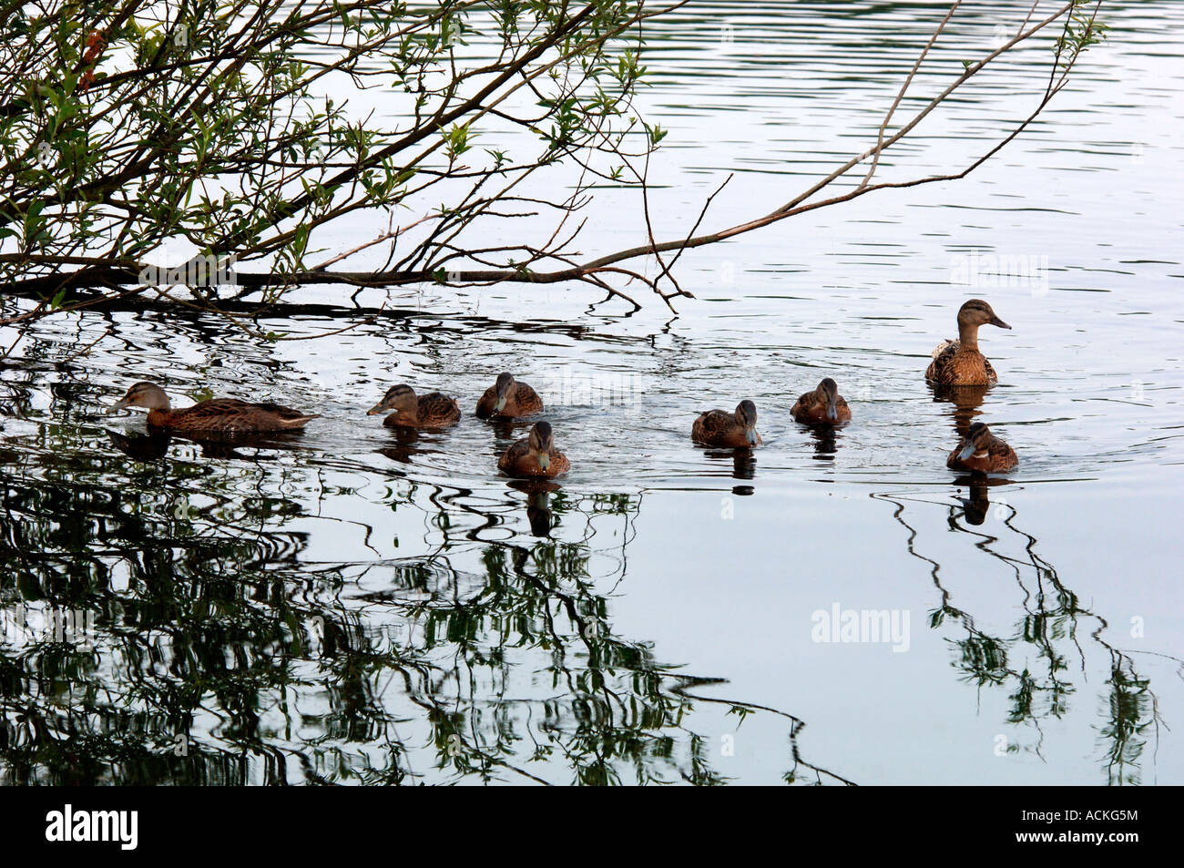 Une famille de canards colverts sur un lac d'eau douce.(Anas platyrhynchos) Banque D'Images