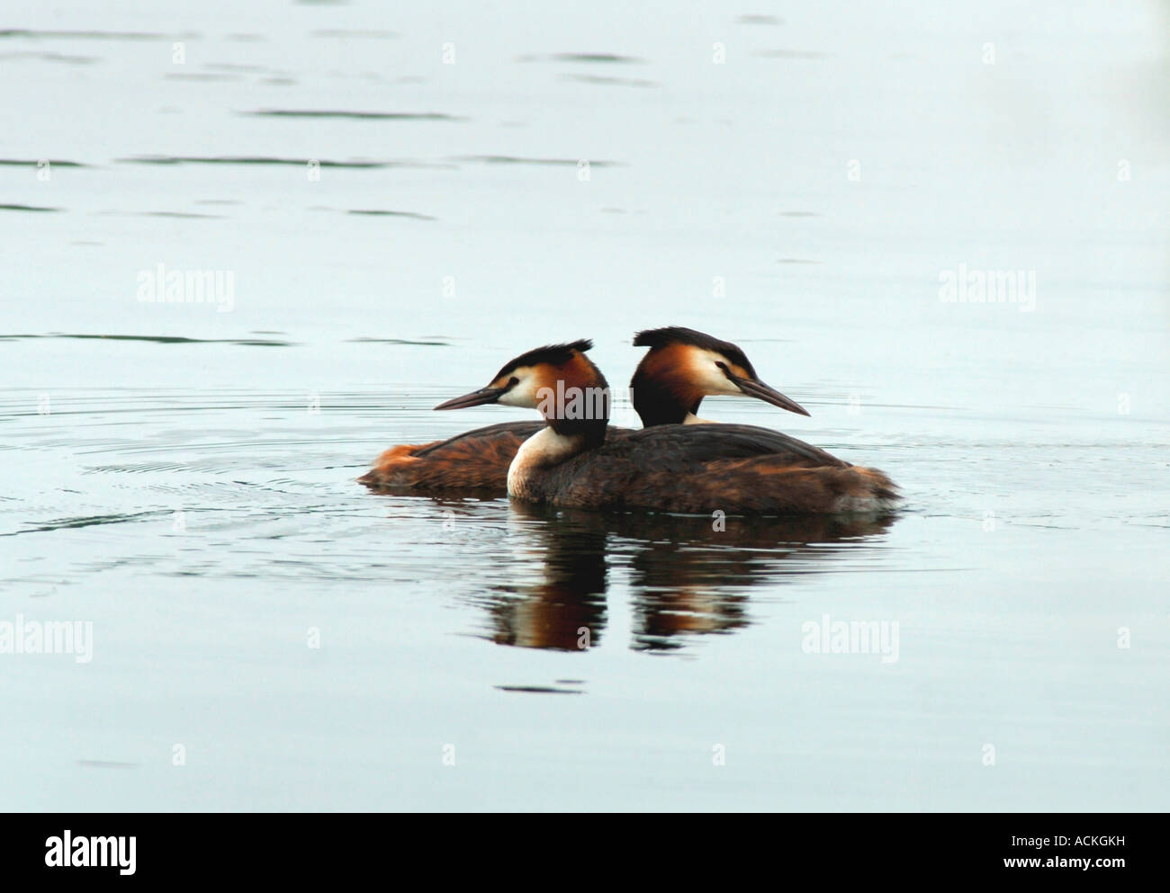 Une paire de grands grèbes huppés.(Podiceps cristatus). Banque D'Images