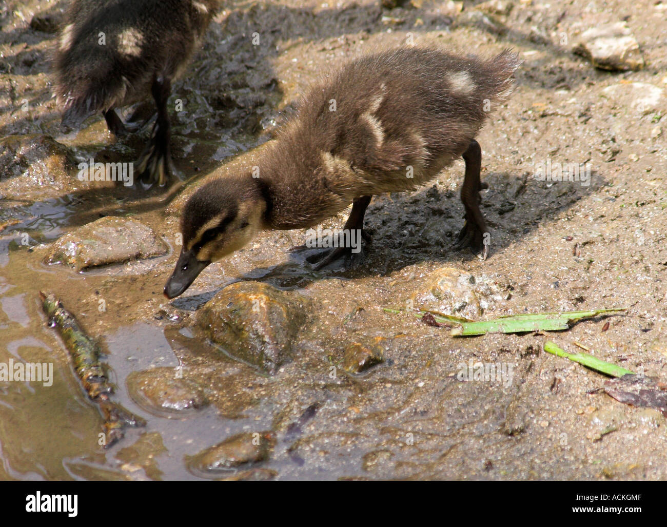 Brun Et Blanc Bebe Canard Moelleux Dans La Pagaie River Photo Stock Alamy