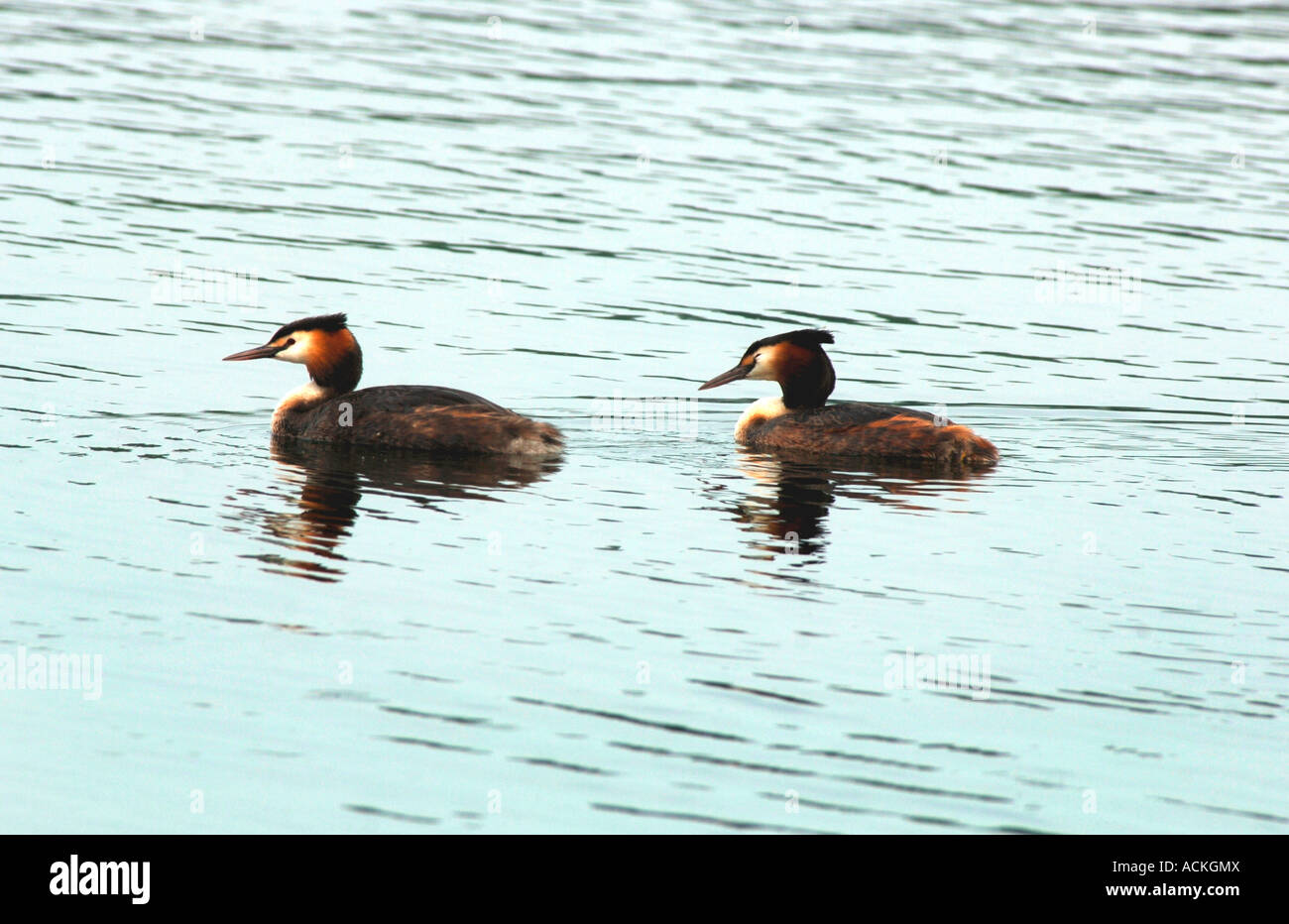 Une paire de grands grèbes huppés.(Podiceps cristatus). Banque D'Images