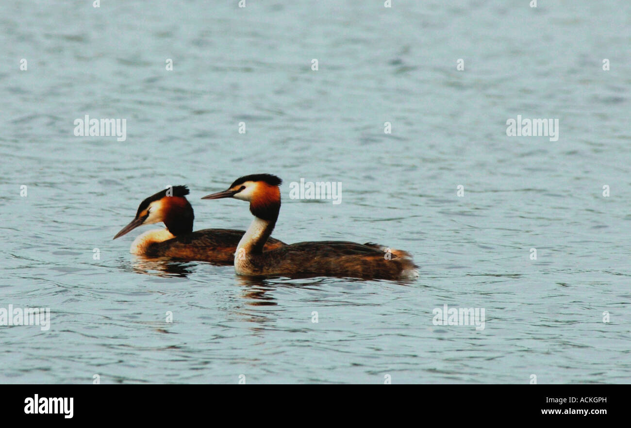 Une paire de grands grèbes huppés.(Podiceps cristatus). Banque D'Images