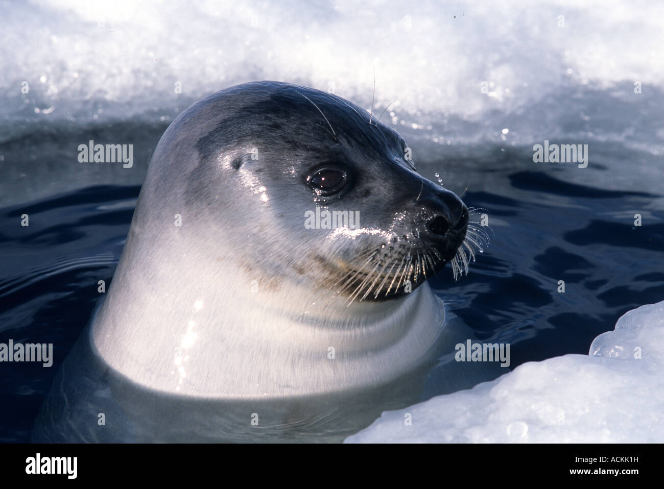 Phoques adultes dans le trou de la glace sur la glace dans le golfe du Saint-Laurent Canada Amérique du Nord Banque D'Images