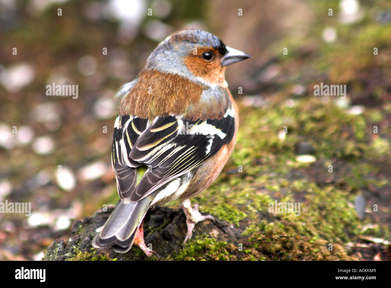 Chaffinch bird mâle reposant sur winters day Banque D'Images