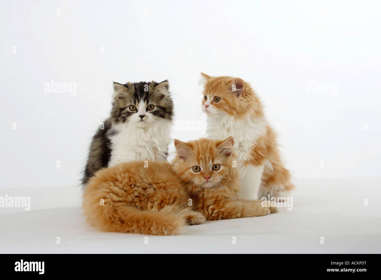 Les chats Chatons persan Banque D'Images