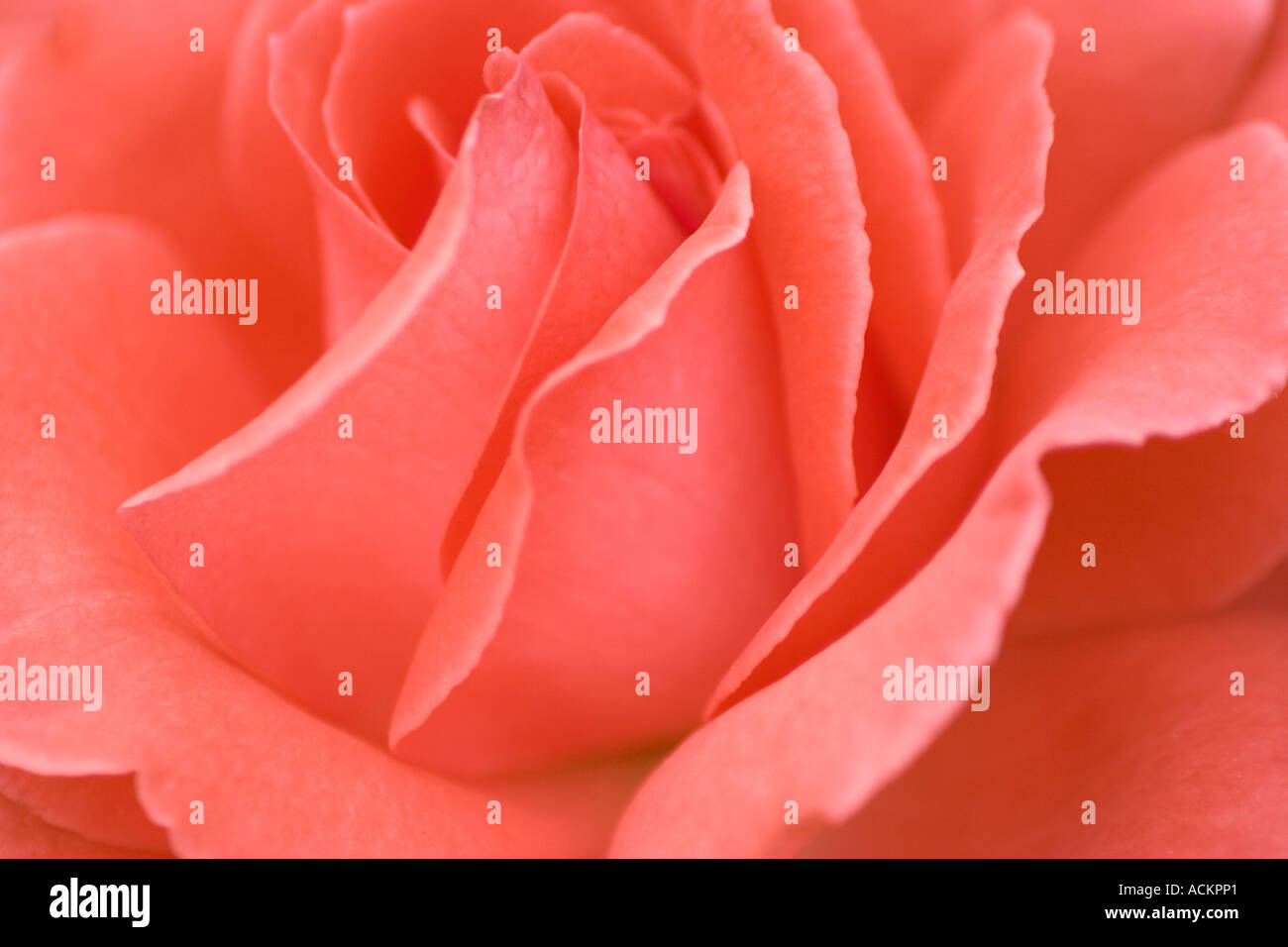 Gros plan des pétales de rose saumon rose doux Banque D'Images