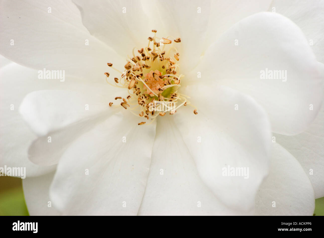 Gros plan de pétales de rose blanc doux Banque D'Images