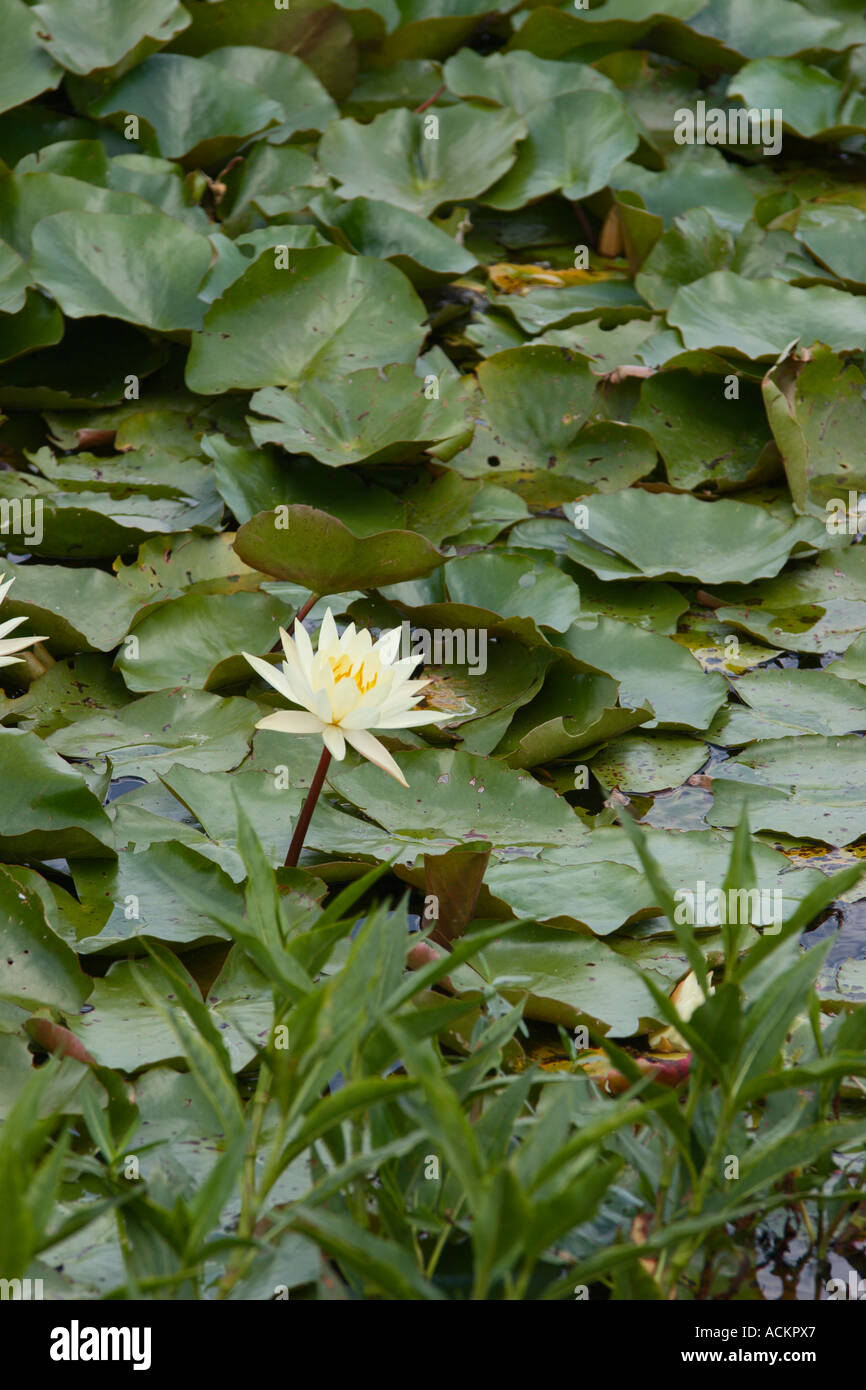Nénuphars à Emeralda Marsh dans le centre de la Floride, États-Unis Banque D'Images