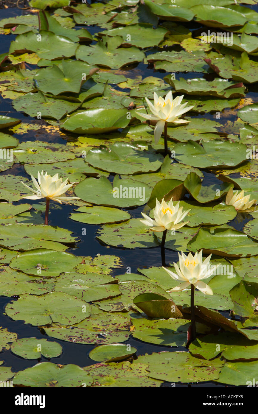 Nénuphars à Emeralda Marsh dans le centre de la Floride, États-Unis Banque D'Images