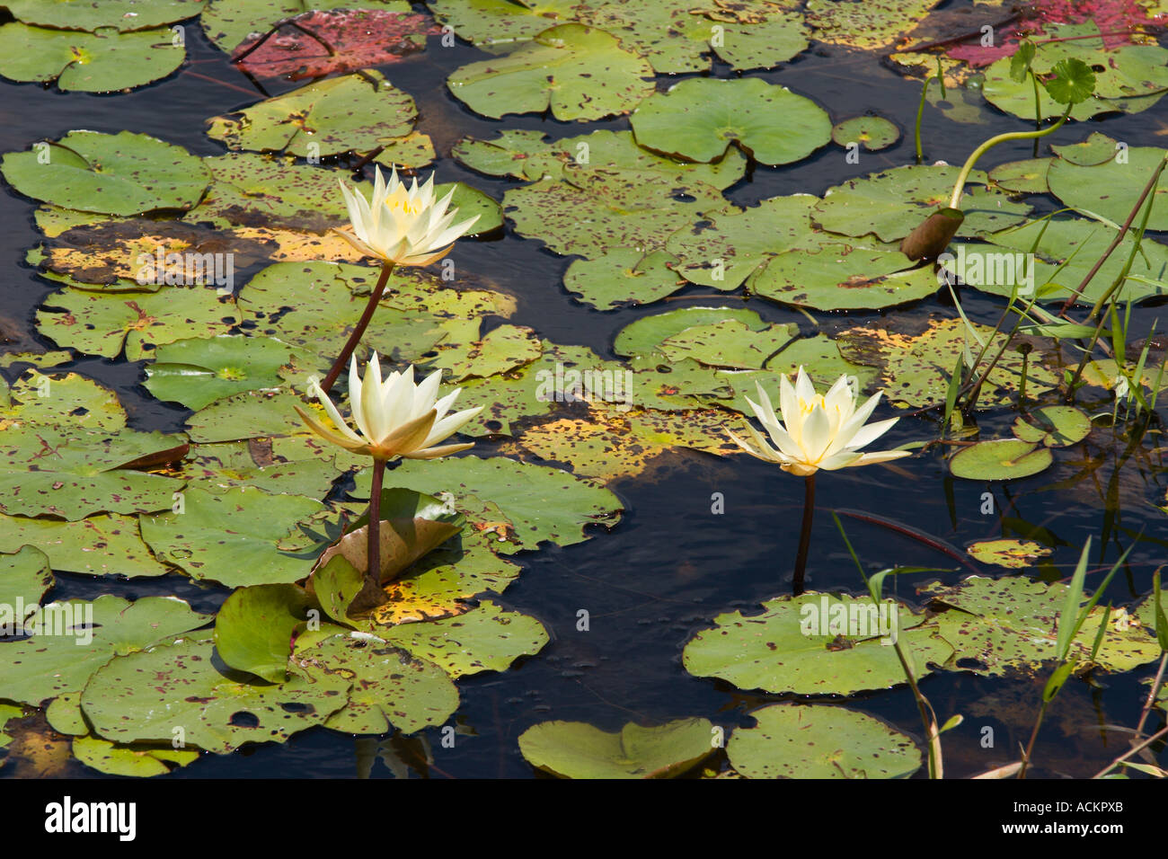 Nénuphars à Emeralda Marsh dans le centre de la Floride, États-Unis Banque D'Images