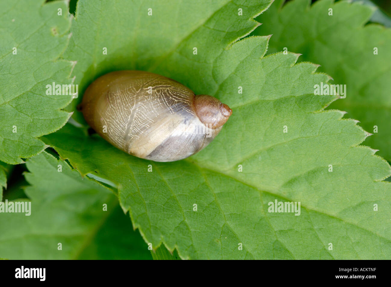 Amber escargot Banque D'Images