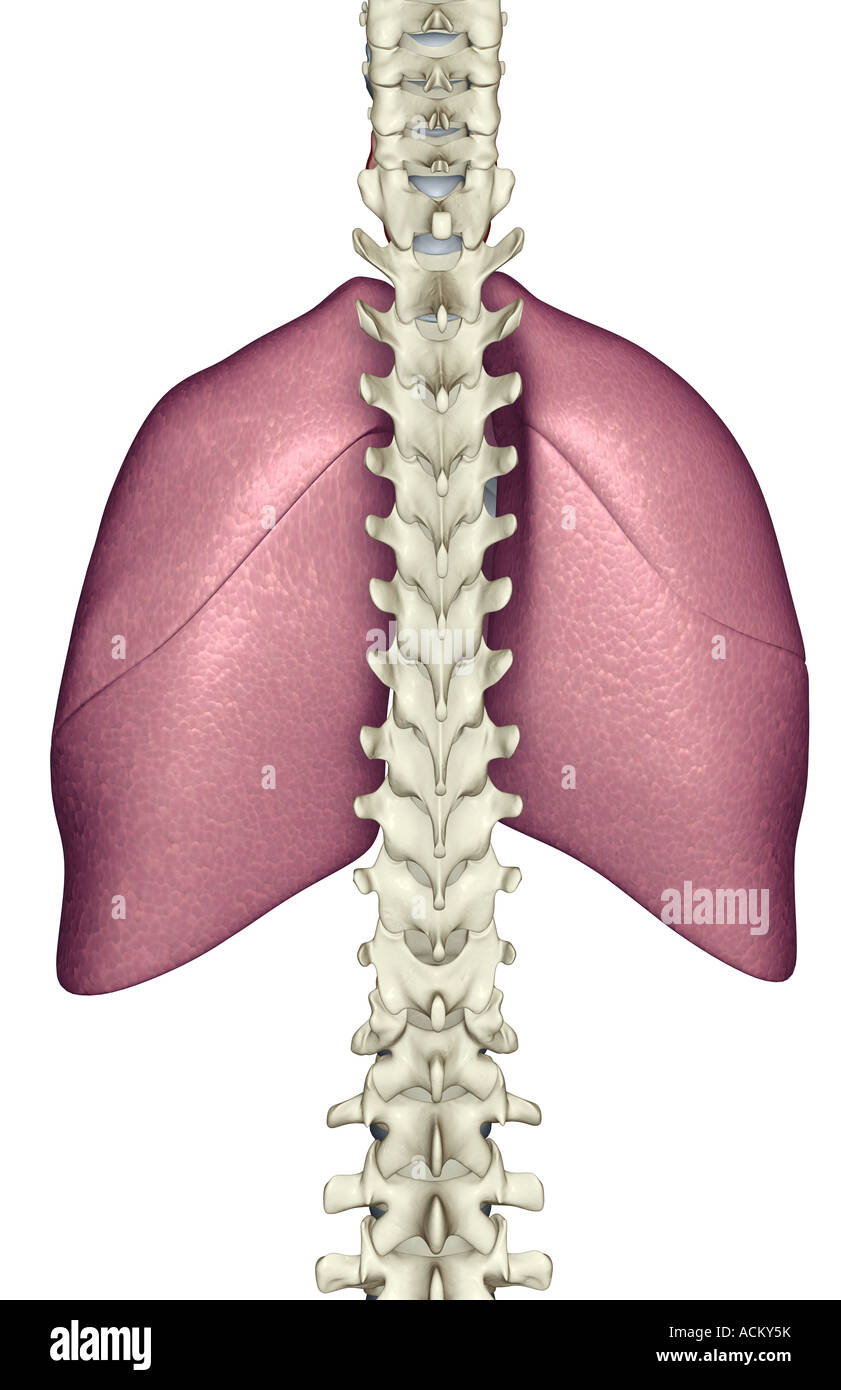 Les poumons Banque D'Images