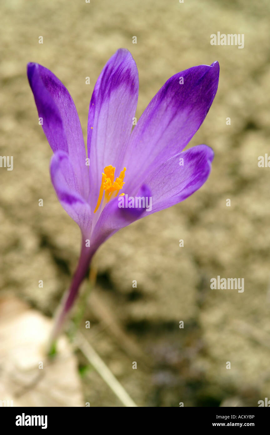 Une seule fleur de safran en fleurs, le printemps Banque D'Images