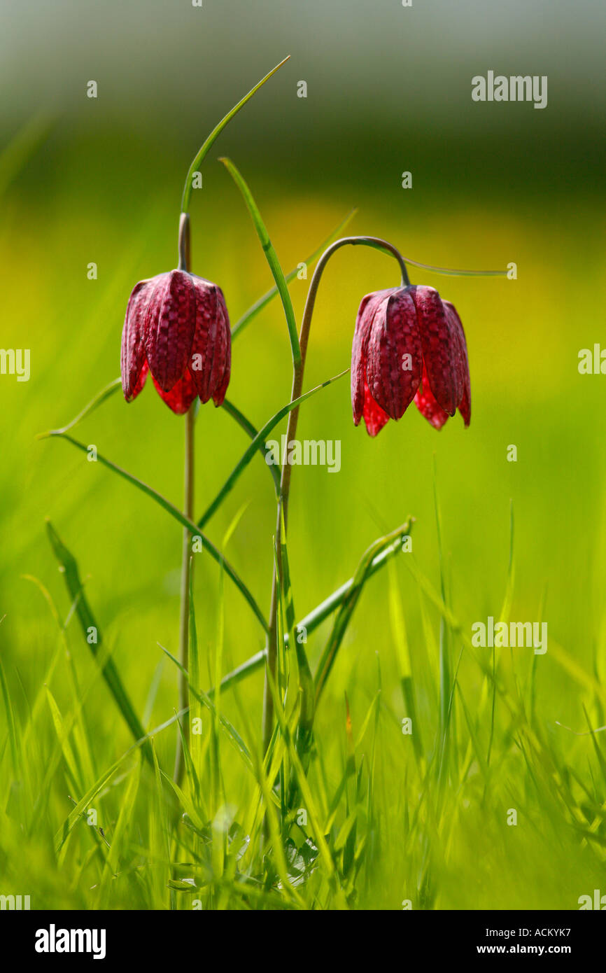 Tête de serpents à Meadow Fritillary Banque D'Images