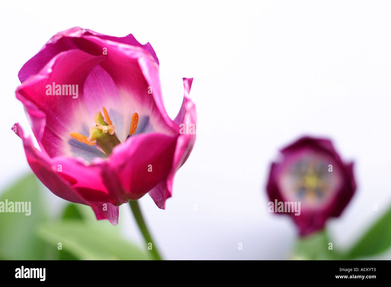 Deux tulipes violet sur un fond blanc avec des feuilles vertes. L'accent est mis sur l'tulip au premier plan. Banque D'Images