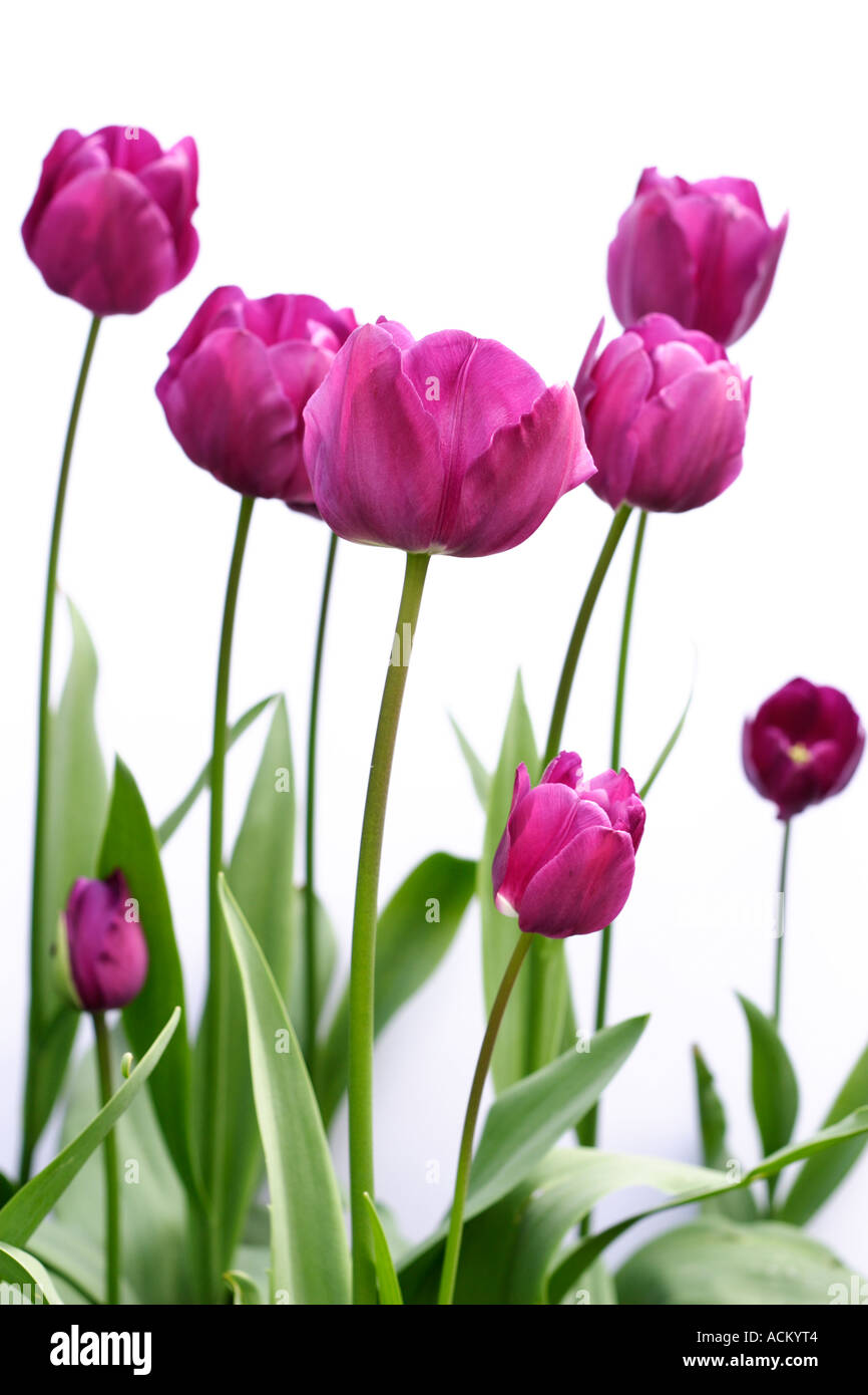 Vue latérale des tulipes violet sur un fond blanc. Banque D'Images
