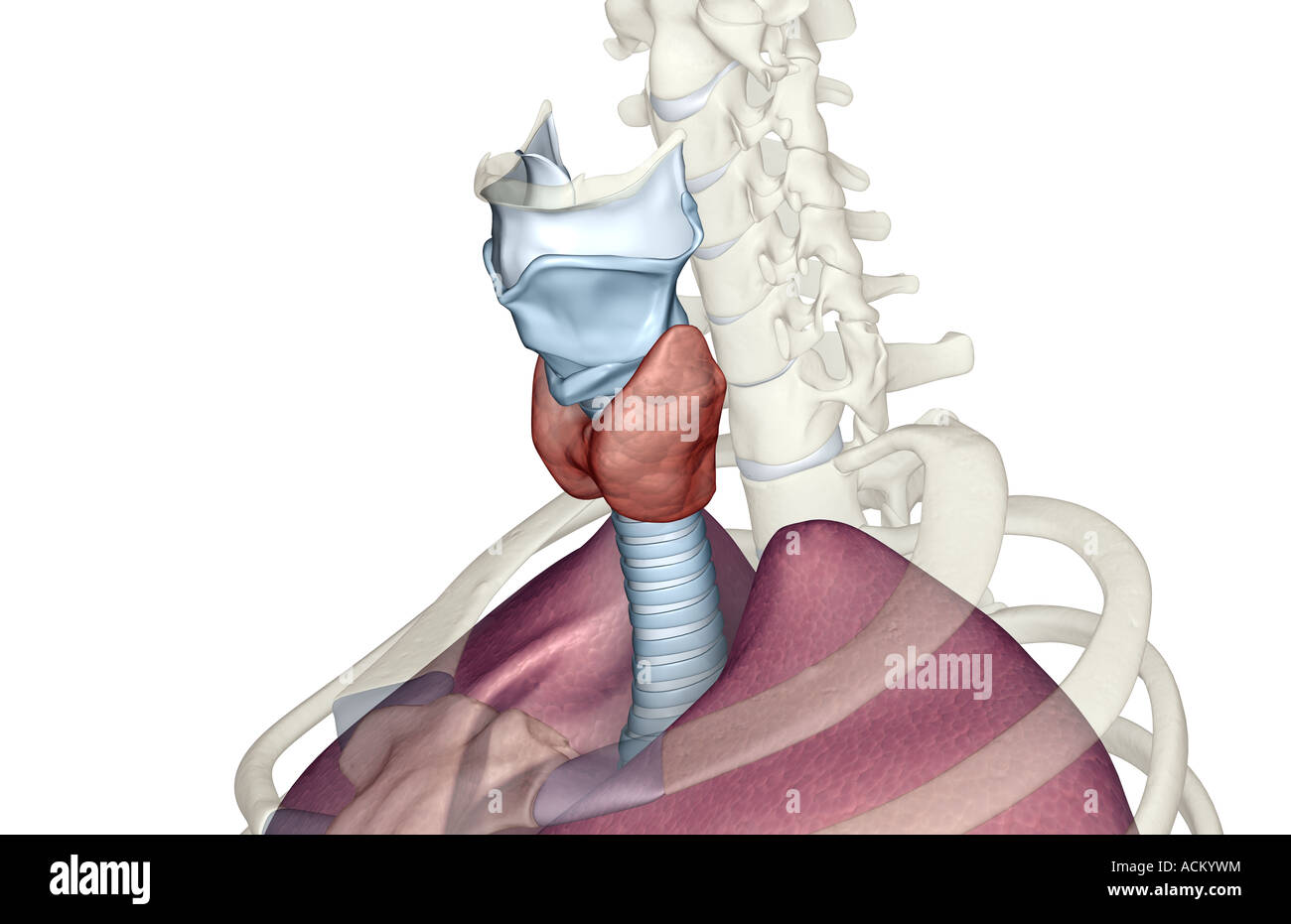 Le larynx Banque D'Images