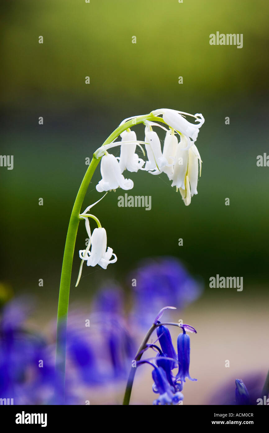 Hyacinthoides non scripta. Bluebell blanc dans une forêt anglaise Banque D'Images