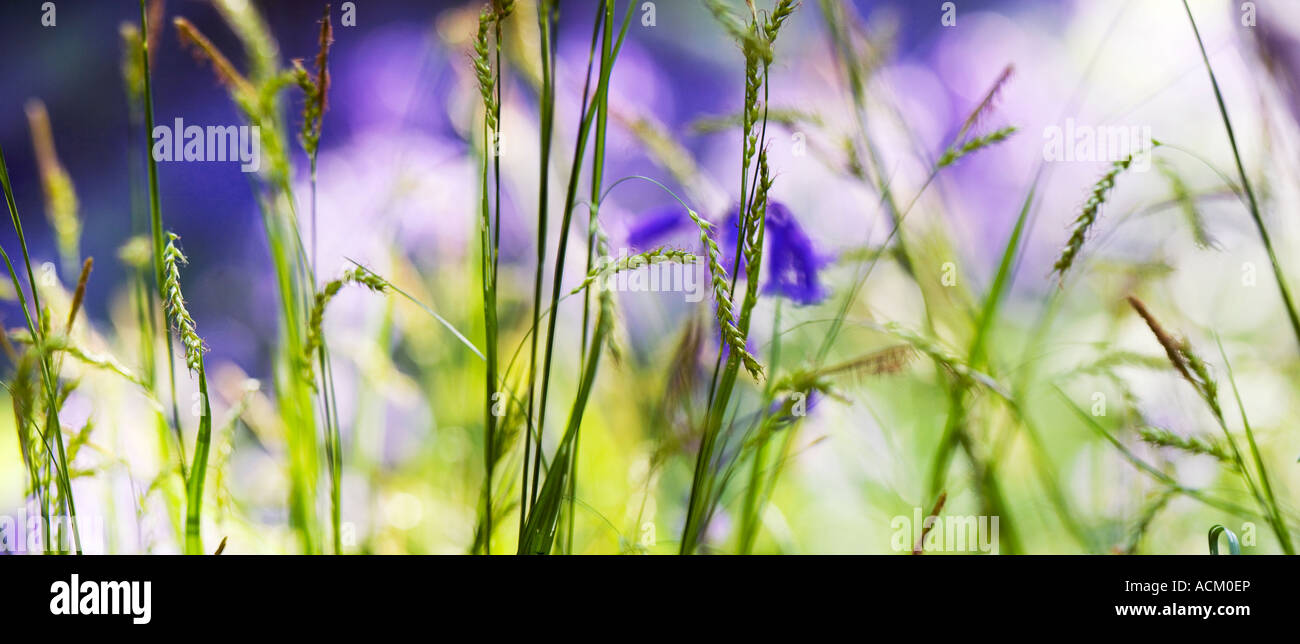 L'herbe des bois bluebell contre un arrière-plan. UK. Vue panoramique Banque D'Images