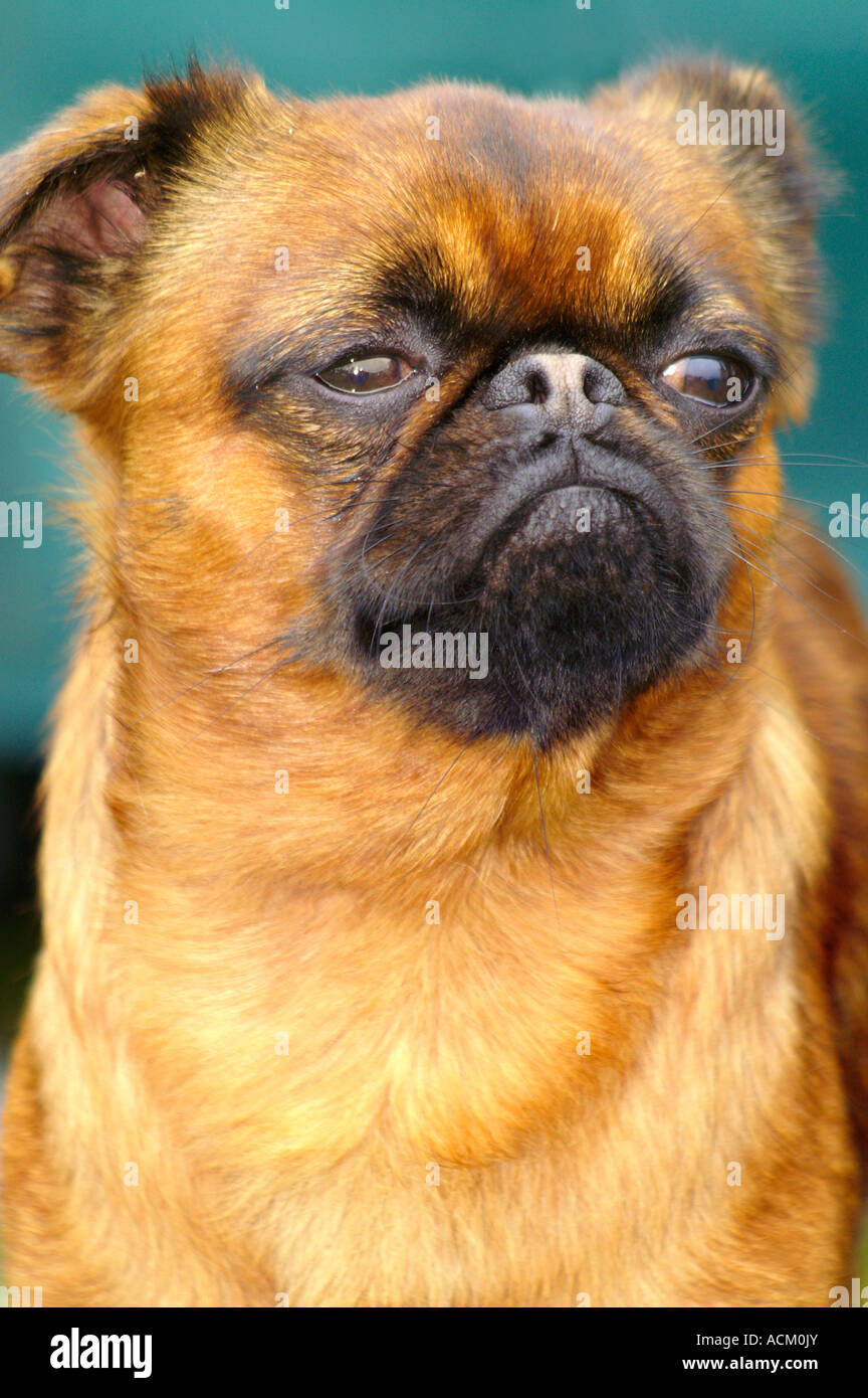 Salon International de la race de chien à Banska Bystrica, Slovaquie, portrait de chien Banque D'Images