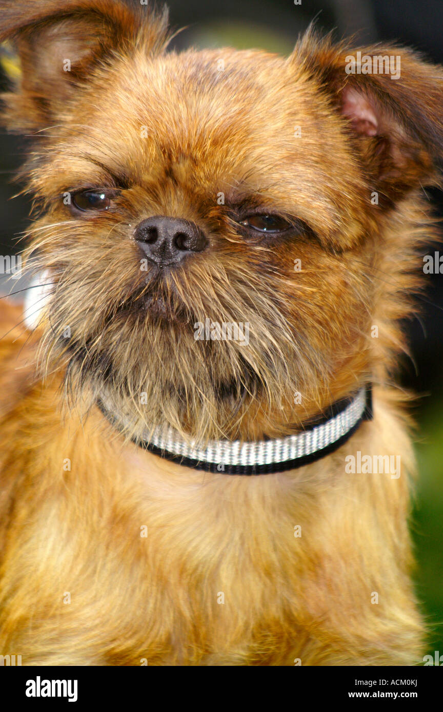 Salon International de la race de chien à Banska Bystrica, Slovaquie, portrait de chien Banque D'Images