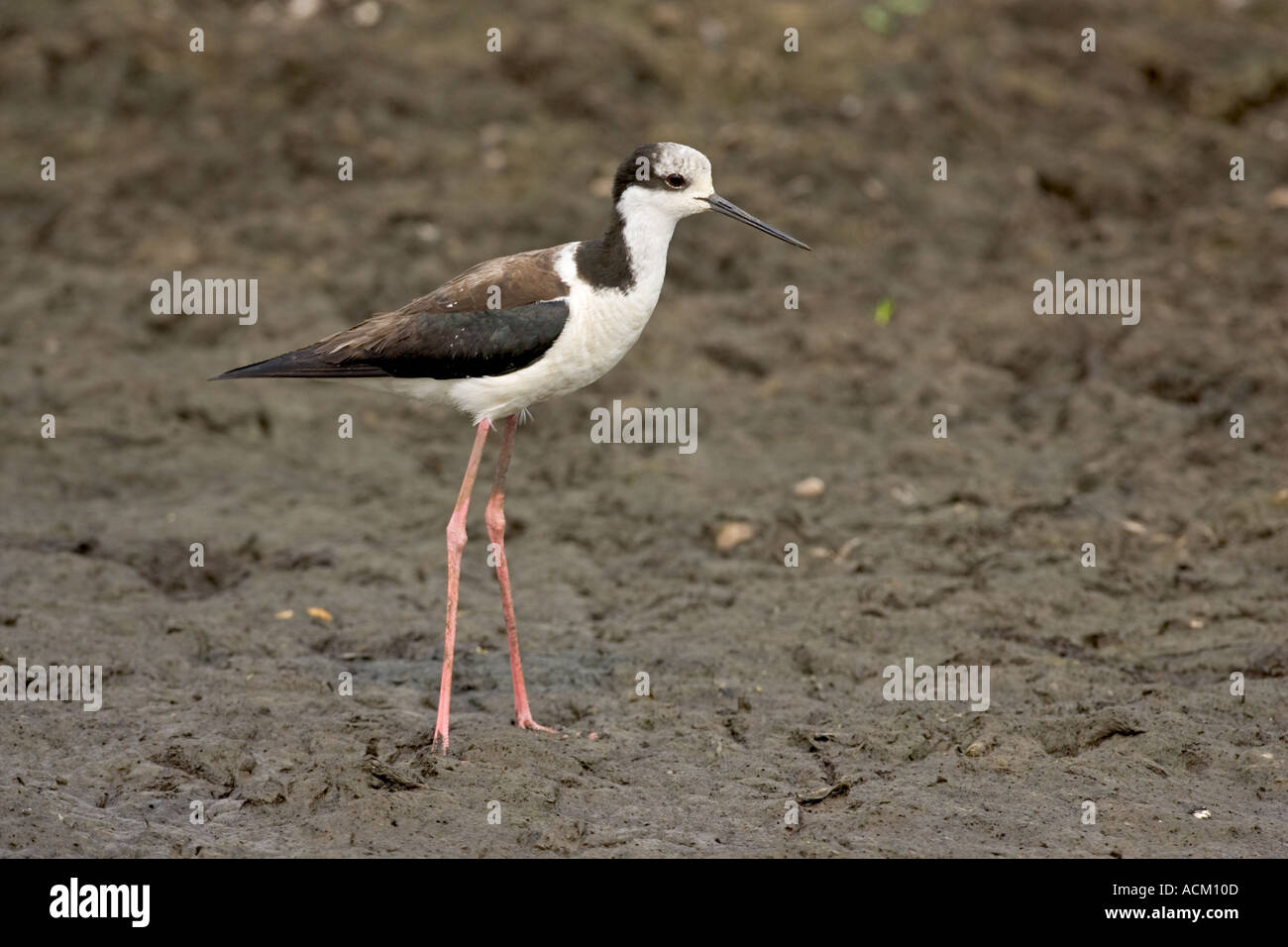 BLACK necked Stilt Himantopus mexicanus Banque D'Images