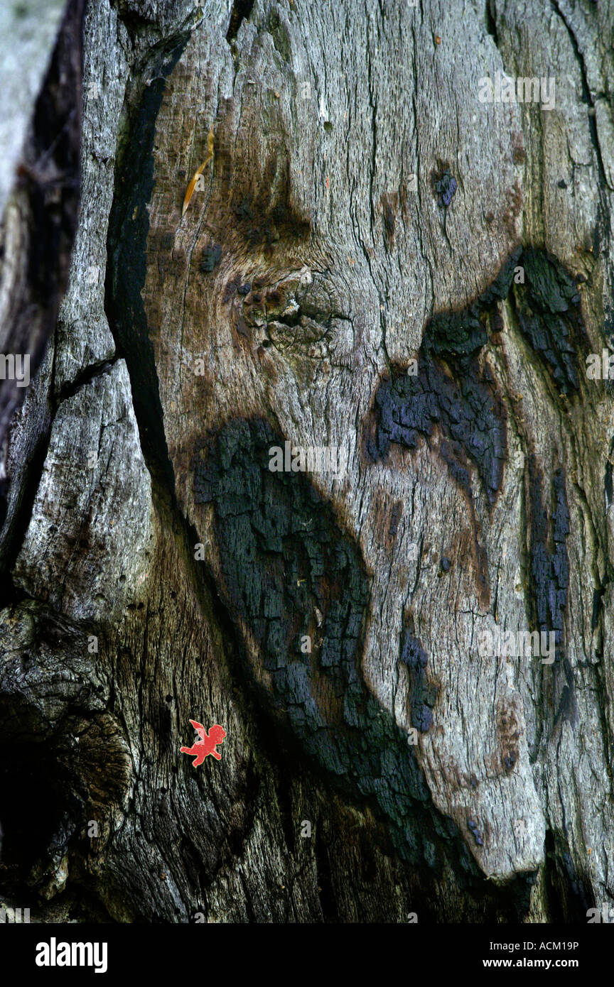 Surface de l'écorce d'un arbre énorme tronc d'arbre creux en forme d'Alien head et red angel Banque D'Images