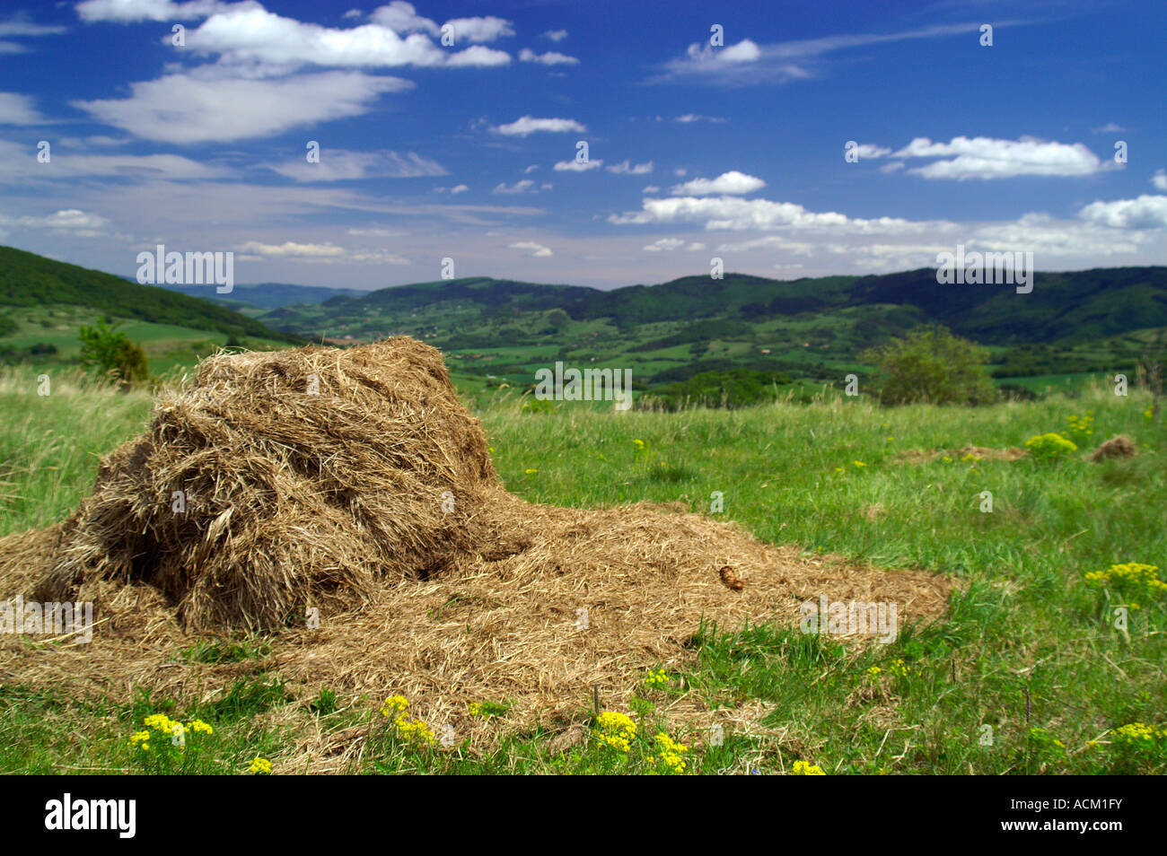 Petit tas de foin sec allongé sur l'herbe verte prairie, campagne slovaque Banque D'Images