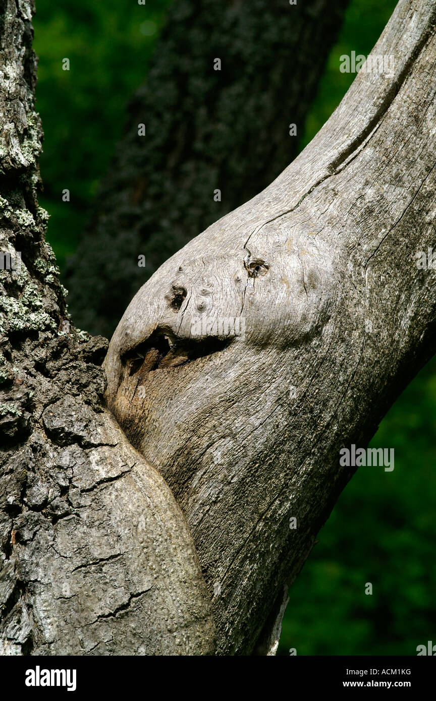 Tronc d'arbre mort torsadée en forêt profonde Banque D'Images