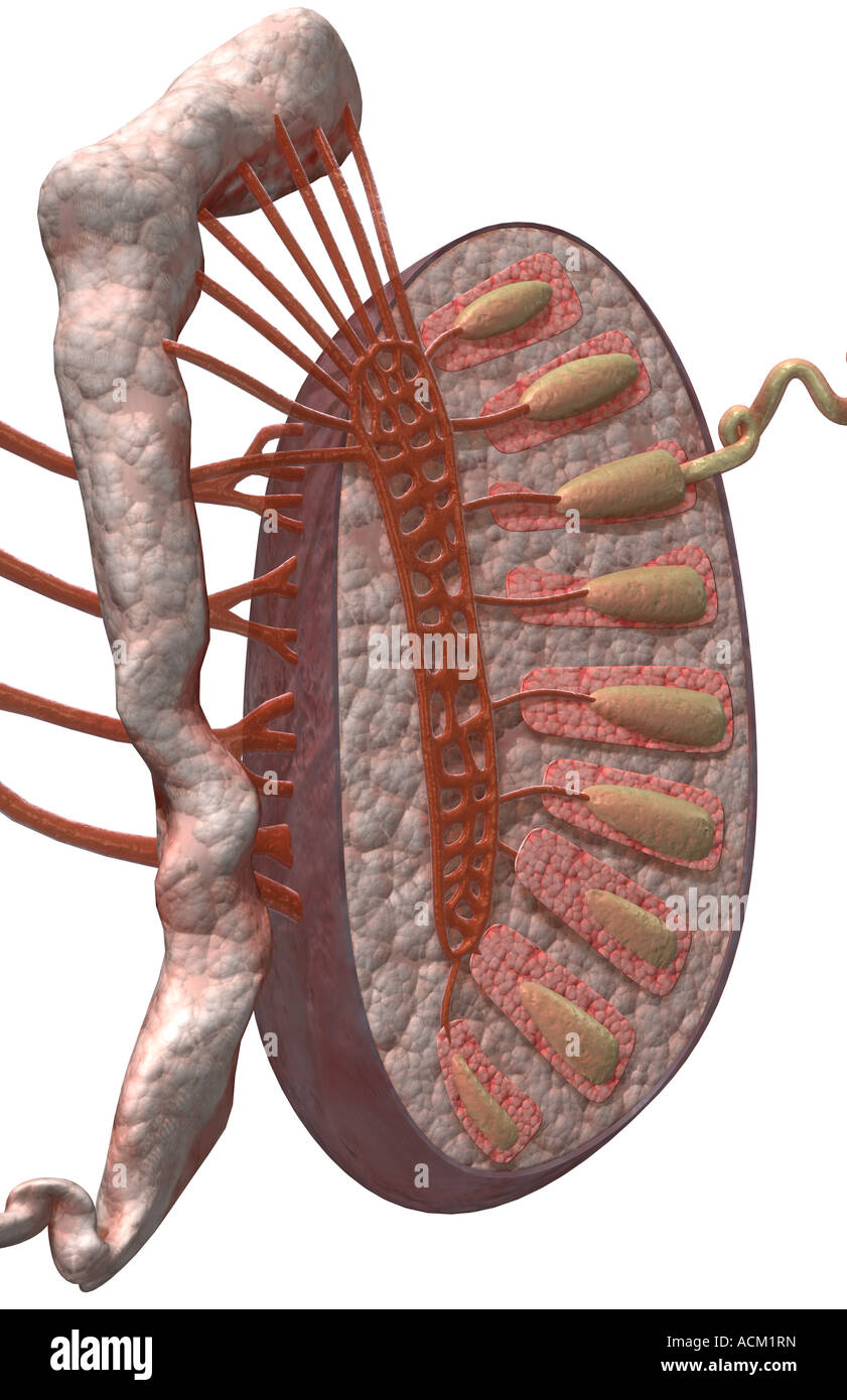 Les testicules Banque D'Images