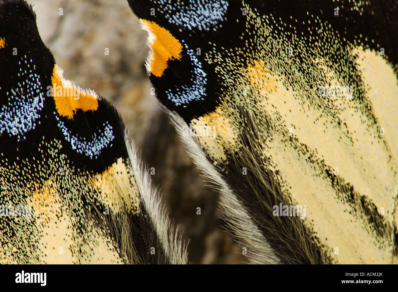 Détail de Swallowtail Butterfly Wings Banque D'Images