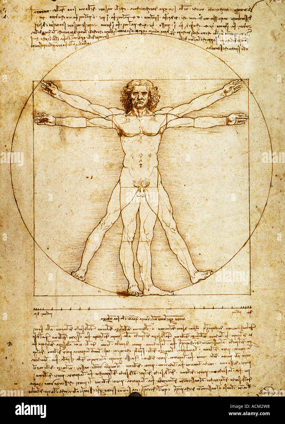1490 Homme de Vitruve par Leonardo da Vinci 1452-1519 plume et encre Banque D'Images