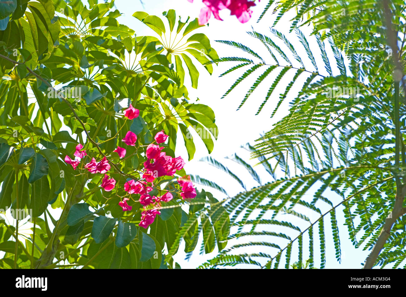 Feuillage tropical bougainvilliers colorés y compris piscine voisins des Caraïbes Banque D'Images