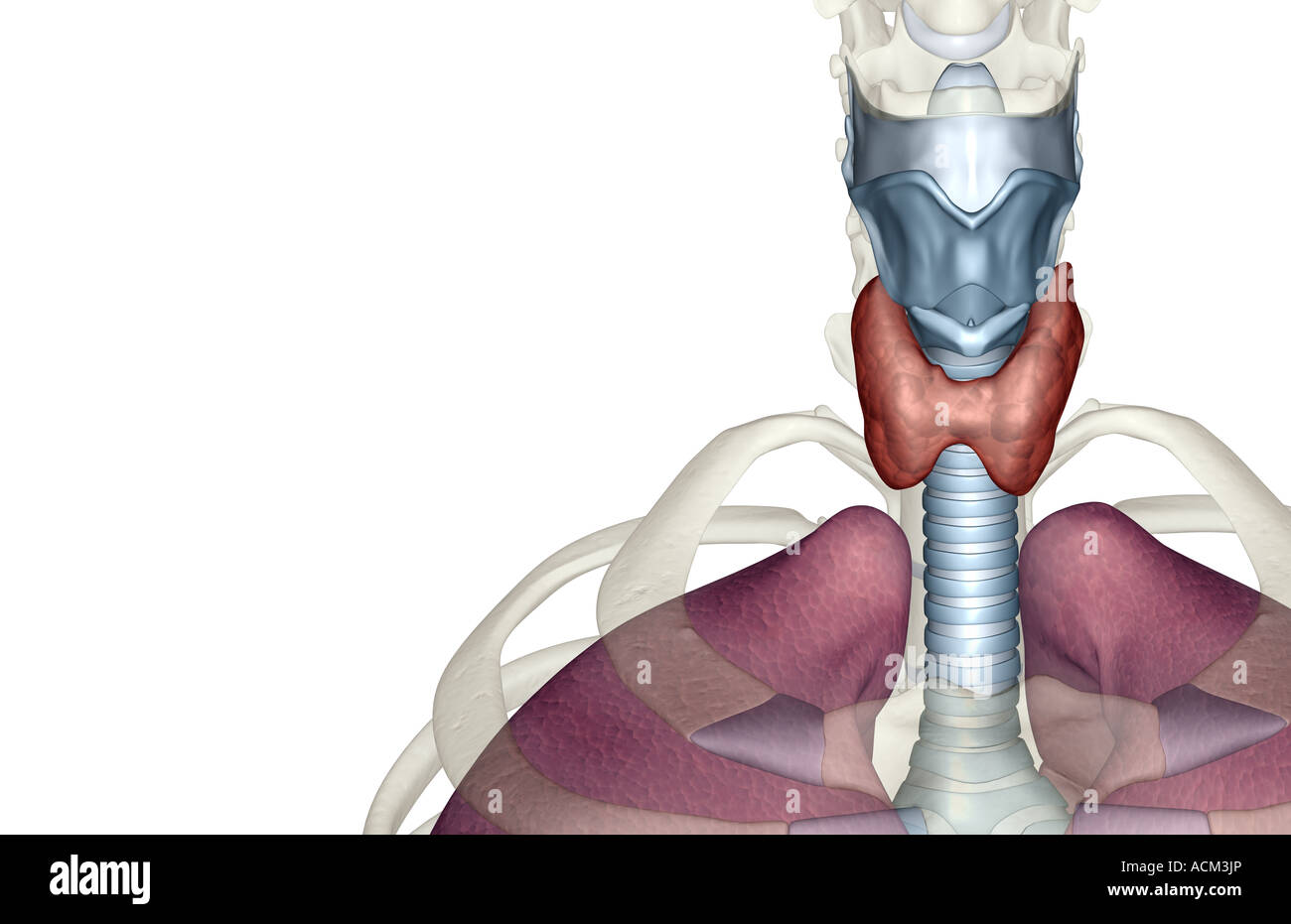 Le larynx Banque D'Images