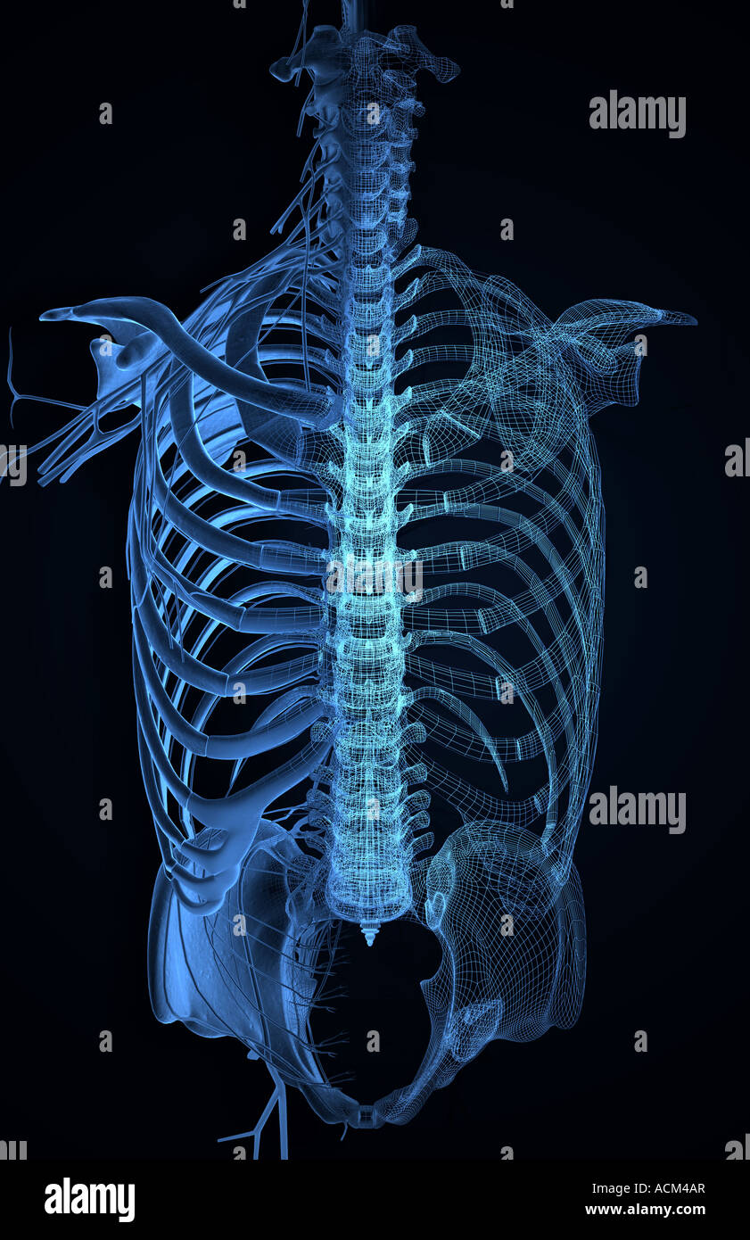 Les nerfs de la partie supérieure du corps Banque D'Images