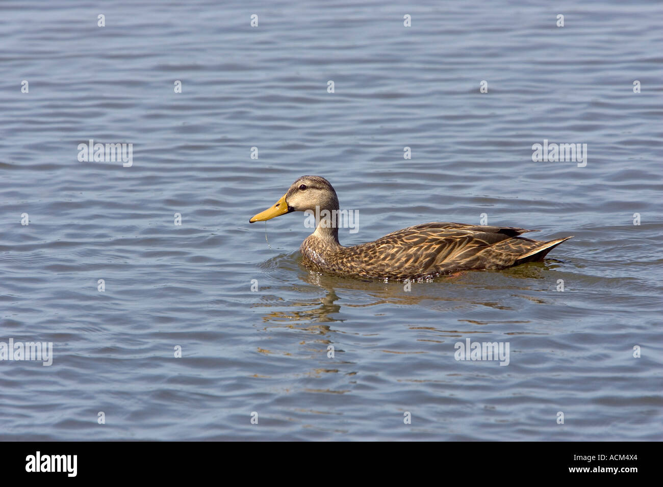 Canard Anas fulvigula tacheté Banque D'Images