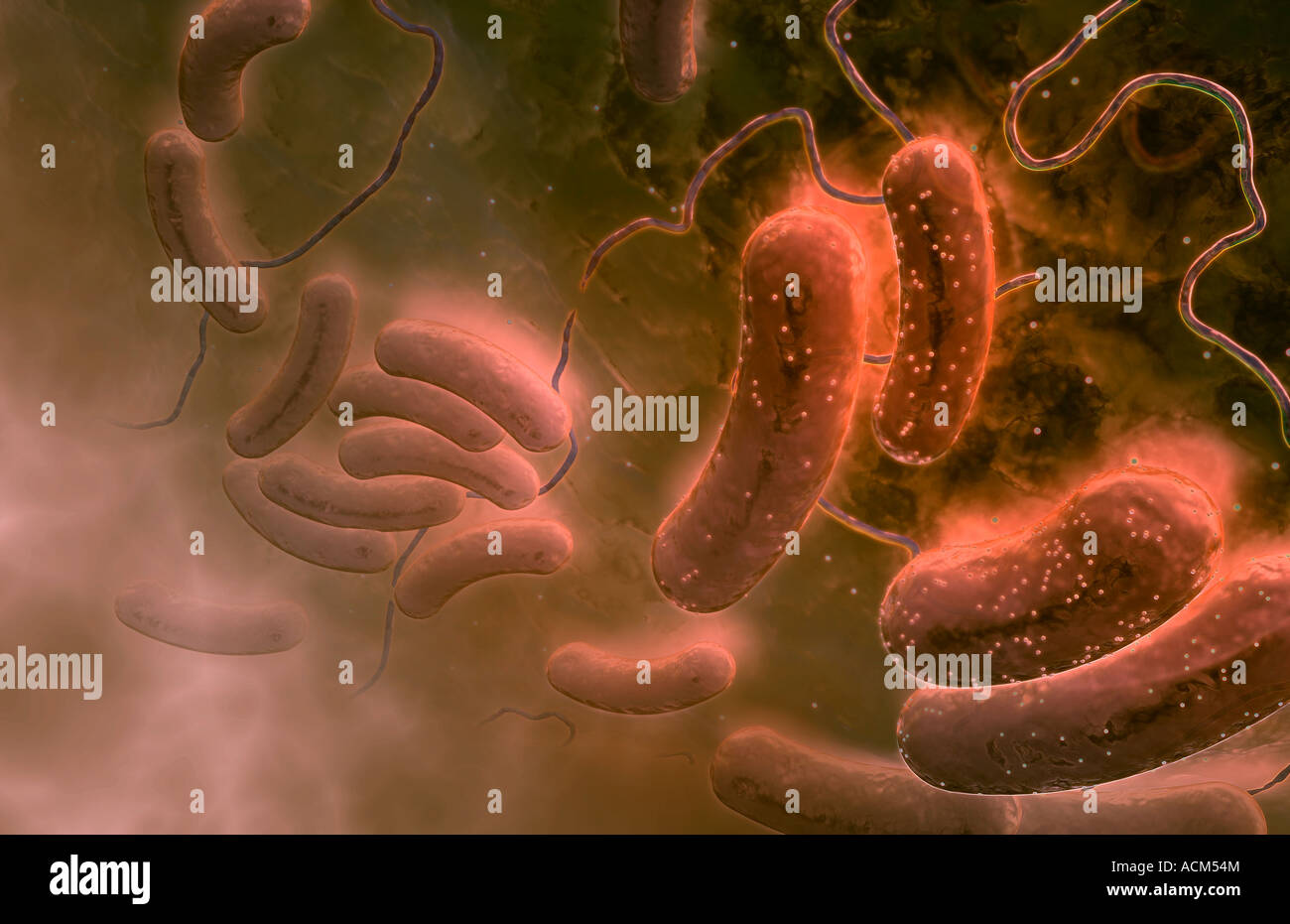 L'Escherichia coli Banque D'Images