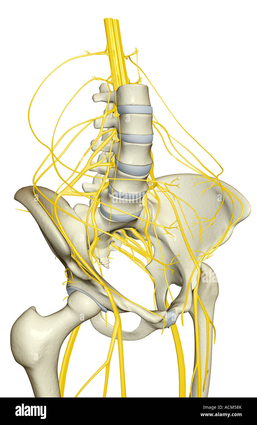 Innervation du bassin Banque D'Images