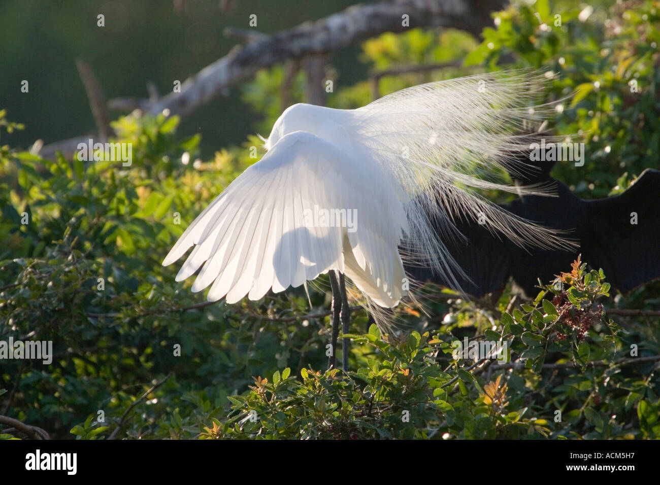 Grande Aigrette Ardea alba oiseaux adultes afficher Banque D'Images