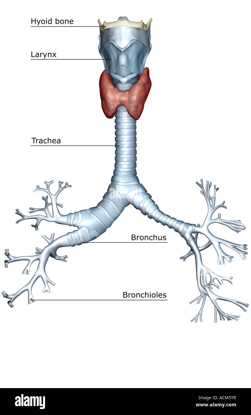 Le larynx trachée et l'arbre bronchique Photo Stock Alamy