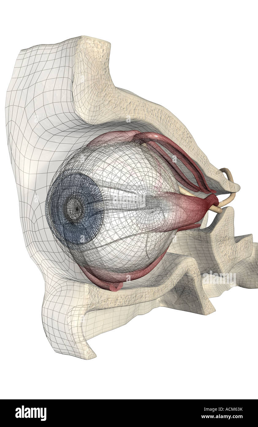 Les muscles de l'oeil Photo Stock Alamy — free download