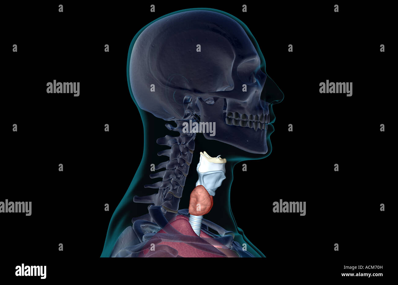 Le larynx Banque D'Images