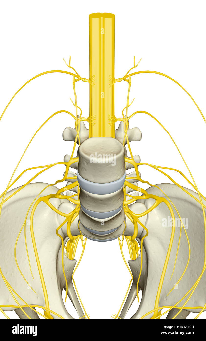 Innervation du bassin Banque D'Images