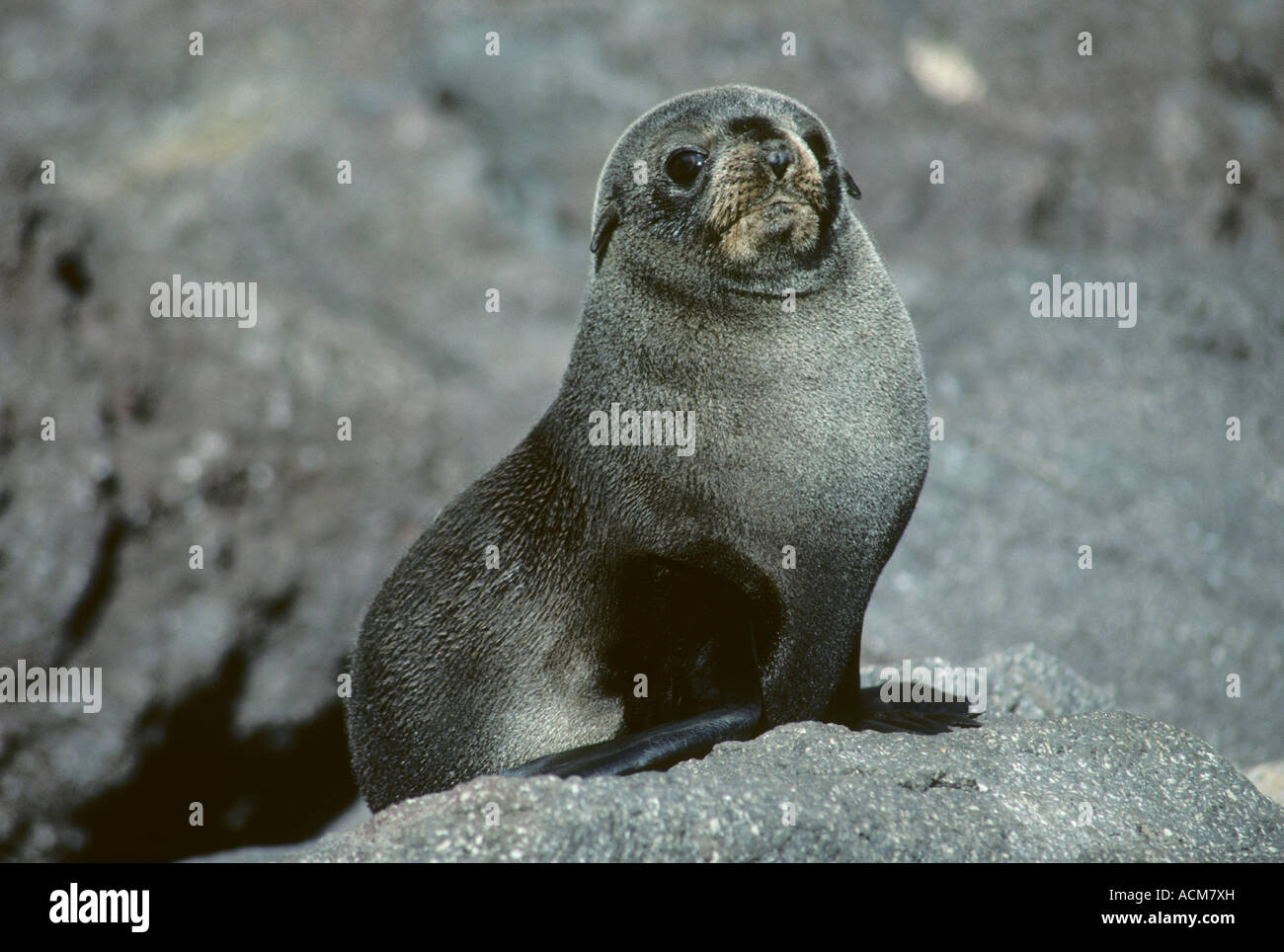 Guadalupe (Arctocephalus townsendi) Le Mexique, l'île de Guadalupe, Portrait d'un jeune phoque sur la côte rocheuse de disparition Banque D'Images