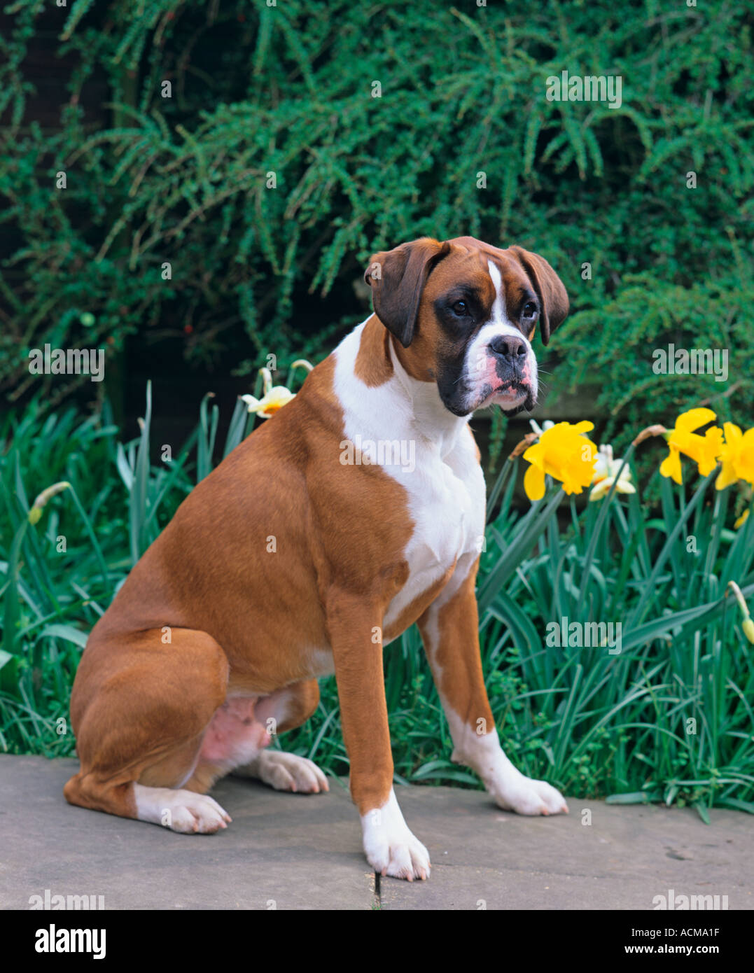 Boxer Dog Jonquilles Banque D'Images